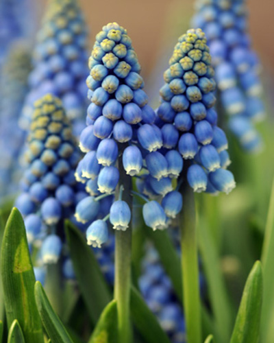 Muscari auch. blue magic.jpg